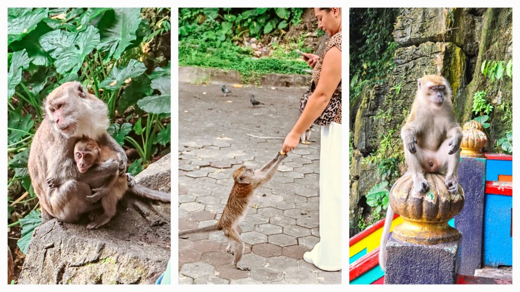 macacos batu caves