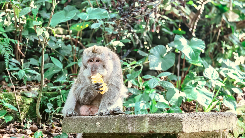 floresta dos macacos