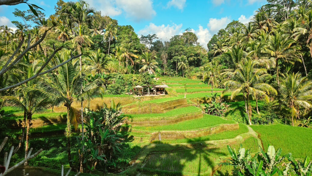 arrozais em bali