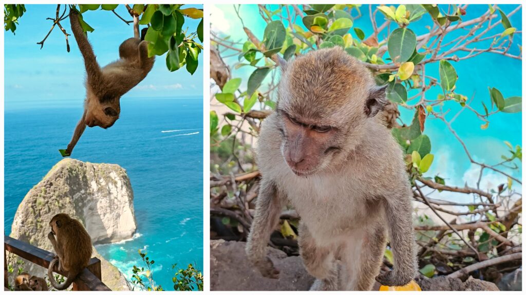 nusa penida macacos