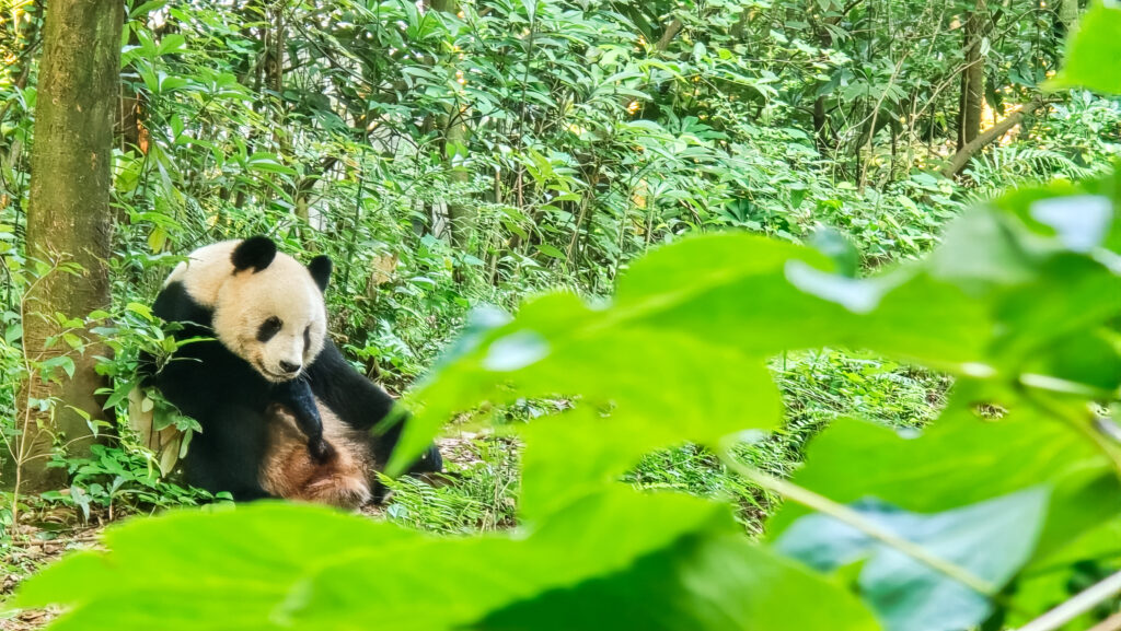Panda em Chengdu